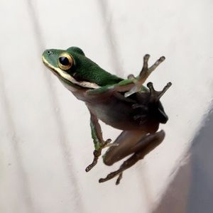 Meet your Posher, Davelene